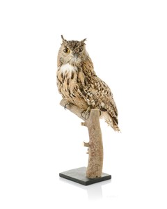 Image description is not available for 2011.11.2